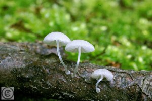 Schijfsteelmycena (1)5